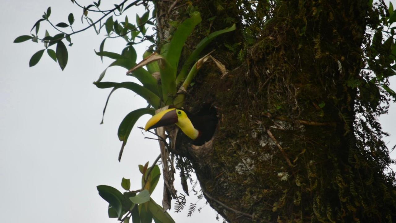 Villa Tucan La Fortuna Eksteriør bilde