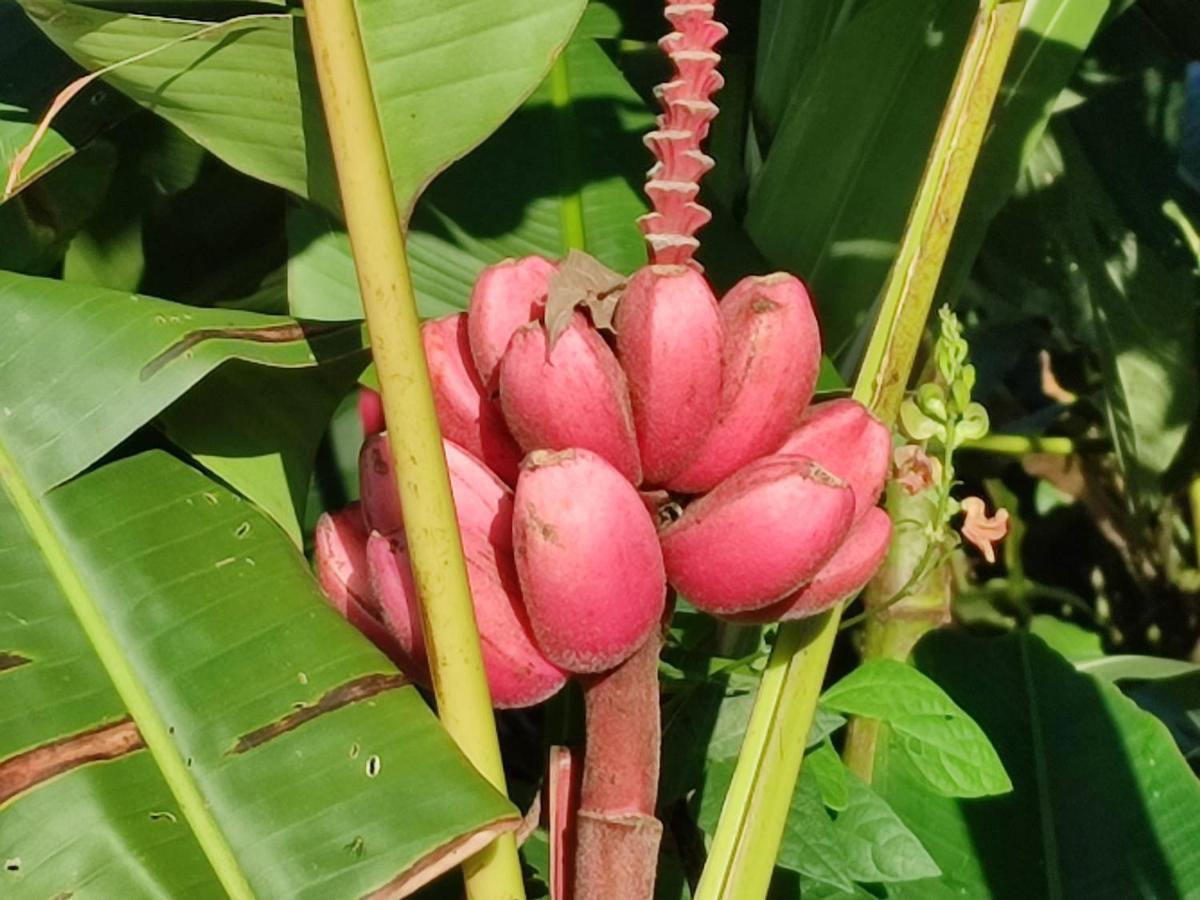 Villa Tucan La Fortuna Eksteriør bilde