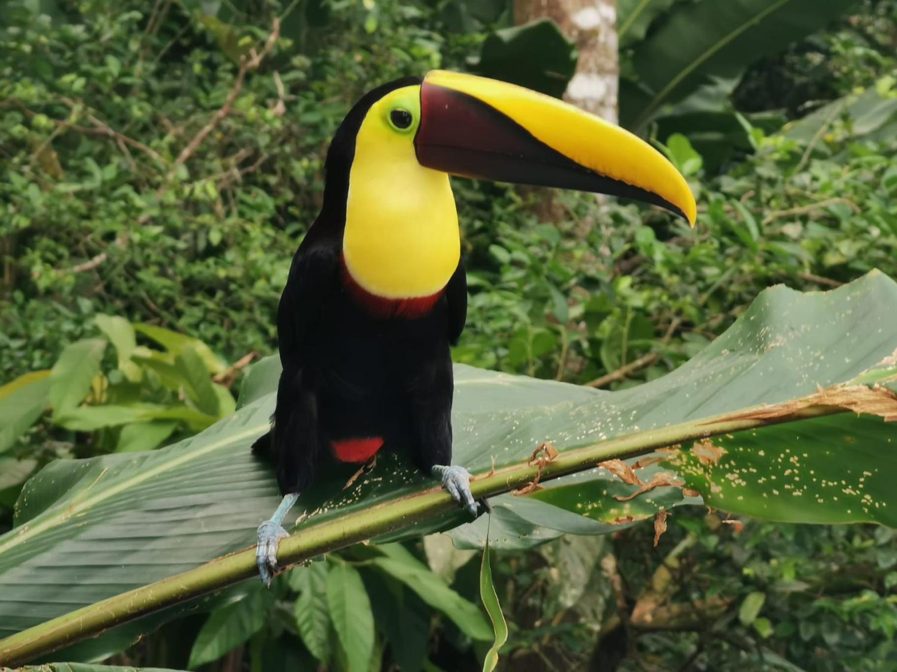 Villa Tucan La Fortuna Eksteriør bilde