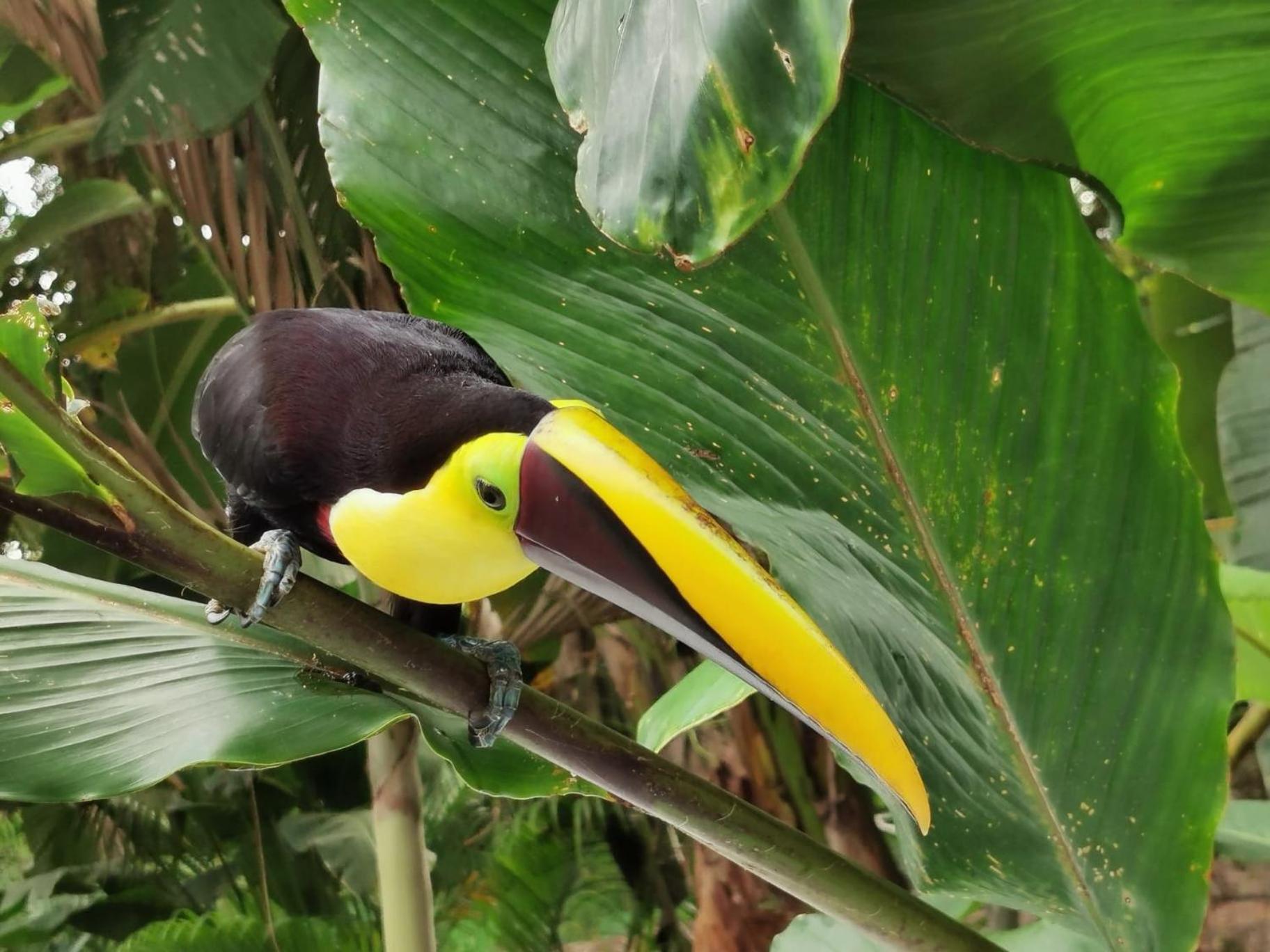 Villa Tucan La Fortuna Eksteriør bilde