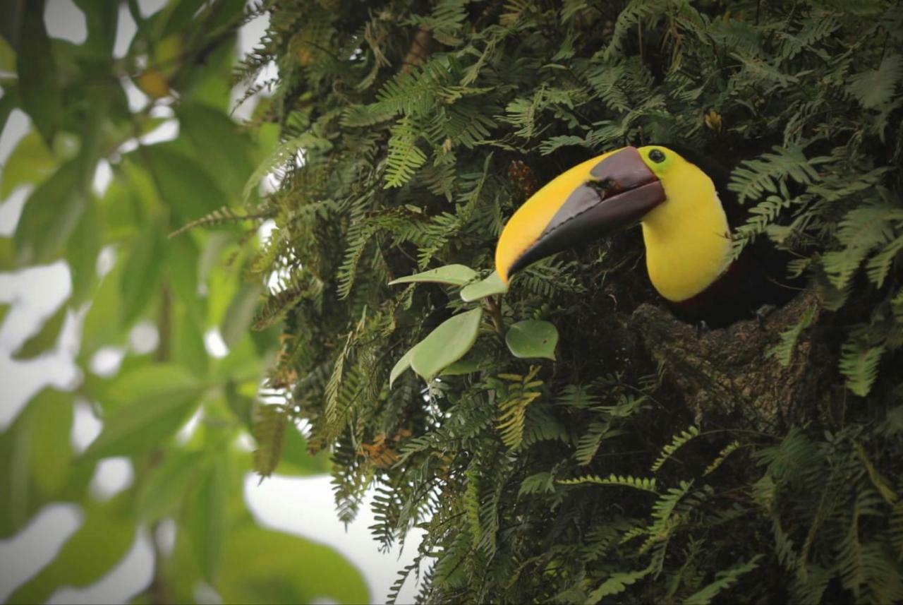 Villa Tucan La Fortuna Eksteriør bilde